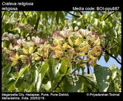 Image result for Crateva