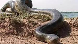 Karena fakta tersebut, menjadikan ia bukan ular terbesar melainkan ular terpanjang di dunia, melebihi pesaingnya anaconda dan titanoboa. Streaming Wow Inilah 7 Ular Terbesar Di Dunia Vidio