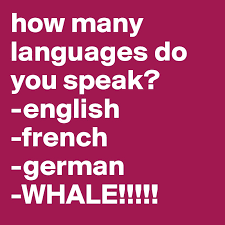 (plural / formal) in french, how to say it in real life and how you can use memrise to learn other real french phrases. How Many Languages Do You Speak English French German Whale Post By Caitlyntout On Boldomatic