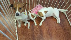 Safety status of peacelovepets.org is described as follows: Peace Love Pets 35 Photos 13 Reviews Pet Groomers 8229 E Washington St Chagrin Falls Oh Phone Number Yelp