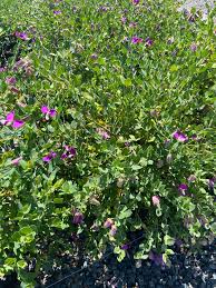 Image result for Polygala gazensis