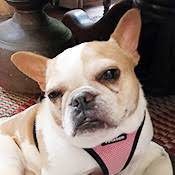 The chicago french bulldog rescue appreciates any amount you can donate. French Bulldog Rescue Network Georgine In Nj Foster Dog French Bulldog Rescue Network French Bulldog