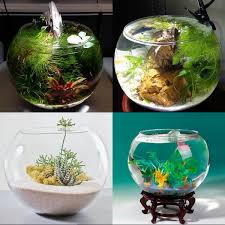 20 cara memelihara ikan aquarium agar tidak mati arenahewan com. Jual Luna Fish Bowl 12 Liter Aquarium Akuarium Bulat Kaca Toples Ikan Hias Makassar Hobi
