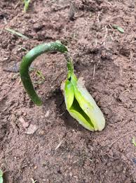 Image result for Vernonia congolensis