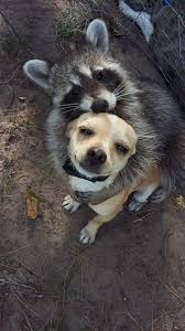 Funny Pictures Funny Videos Ebaum S World Cute Funny Animals Smiling Animals Cute Little Animals