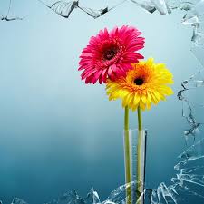 Be inspired by the beauty of nature with this gorgeous collection of flower. Amazon Com Flower Wallpaper Hd Apps Games