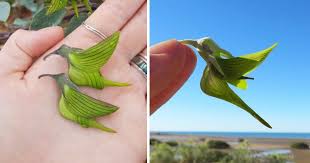The fact that the flower looks like a bird to humans cannot have evolved adaptively because as a signal receiver, there is nothing humans could have done to increase the fitness of individuals that evolved this signal (to look like a bird), said the scientist user who posted the photo. Plant Native To Australia Has Flower Petals That Look Like Mini Hummingbirds