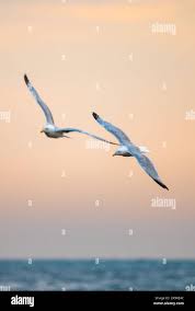 Flying herring gull above water hi-res stock photography and images