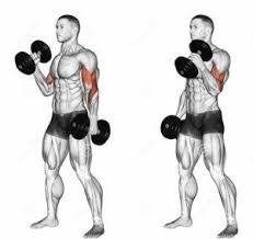 тренировка на все группы мышц в тренажерном зале для мужчин El Mejor Programa De Entrenamiento Biceps Para Garantizar El Mayor Biceps V 2020 G Trenirovka Ruk Trenirovka Na Vse Gruppy Myshc Idei Dlya Trenirovok