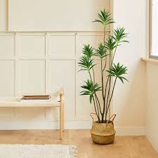 Image result for Dracaena reflexa
