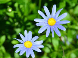 Pyrethrum is a natural material made from the painted daisy (chrysanthemum cinerariaefolium or chrysanthemum coccineum). Top 55 Beautiful Types Of Blue Flowers With Names And Pictures Florgeous
