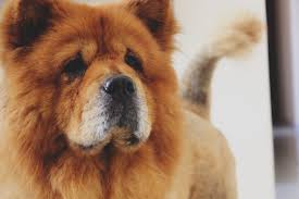 All of these dogs have been dropped off in the last two or three days. Why Are Big Dogs So Hard To Save Muttrics