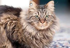 Here you can buy her art. Learn About The Maine Coon Cat Breed From A Trusted Veterinarian