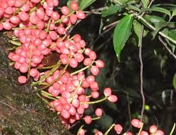 Image result for Maesobotrya