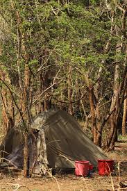 Image result for Grewia microcarpa