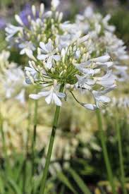 Image result for Agapanthus africanus