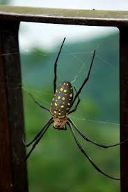 Black And Yellow Striped Spider Uk Gagamba Spider Big Spiders Pet Spider