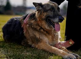 Champ and major are pet german shepherd dogs that belong to president of the united states joe biden and the first lady, jill biden. Champ And Major Wikipedia