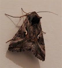 Image result for Autographa macrogamma