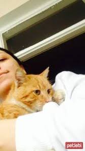 Ucretsiz Kedi Sahiplendirme Platformu Kedi Kedi Kopek Evcil Hayvanlar