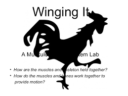 As a result, ancient chicken bone samples from southeast asia will form the basis for modeling the dispersal of chickens from domestication centers to these are discussed in this section along with suggestions about the potential for nuclear dna to address questions of migration, interaction, and. Chicken Wing Dissection