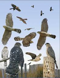 Pin By Mirwin71 On Coopers Hawk Wildlife Watching Bird Photo Sibley Guide To Birds