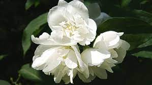 Listed below are 10 recommended small camellia is a beautiful flowering small evergreen shrub known for large, round flowers. Gardening Guru Lynda Hallinan On Nz S Most Lovable Shrubs Stuff Co Nz