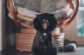 We did not find results for: Our Demon Slayer Cat Bares Her Teeth To Protect Our Home From Negative Energy Witchesvspatriarchy