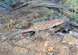 Image result for Lepidagathis andersoniana