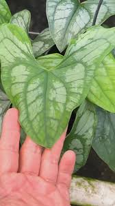 Image result for Stylochaeton