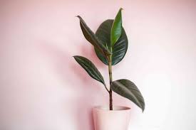 One of the easiest houseplants to grow, pothos is a tough vining plant that grows in most conditions, including water or dry soil, as well as low light levels. 10 Houseplant Decor Ideas For Big Impact