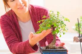 A Five Step Beginner S Guide To Growing Bonsai Trees Lamudi