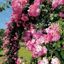 Maybe you would like to learn more about one of these? 14 Rose American Pillar Ideen Rosen Garten Kletterrosen