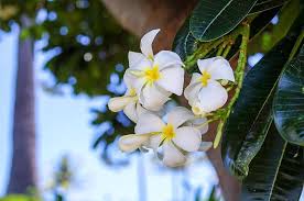 New Favourite Flower Plumeria Plumeria Plant Lady Flowers