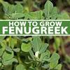 Fenugreek ingredient guide for health, environment, animals, laborers. 1