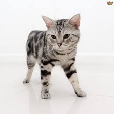 In britain they are sometimes colloquially called moggies. The Lovely Silver Tabby American Shorthair Cat Pets4homes