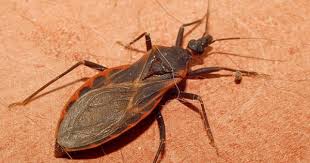 Chagas Disease In Dogs On The Rise In The South Insects Parasite Bugs
