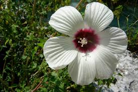 This vigorous hibiscus has an upright to spreading growth habit and makes a beautiful specimen plant whether grown as a shrub or a small tree standard. Hibiscus Landscaping Ideas Houzz