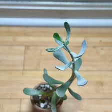 Image result for Cotyledon barbeyi