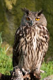 Rongeurs, lapins, lièvres, hérissons, oiseaux (corbeaux, pigeons, perdrix, oiseaux marins., et même d'autres rapaces diurnes. Aos Wiki Unforgivablecurses Fandom