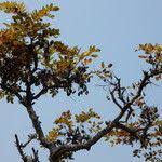 Image result for Burkea africana