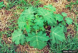 Image result for Solanum viarum