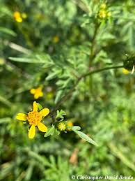 Image result for Bidens bipinnata