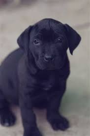 Black Boerboel Puppies For Sale Near Me Pin By Michael Anderson On Boerboel Boerboel Dog Breeds Mans Best Friend