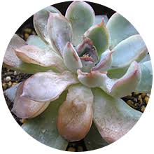 よくある質問 植物編 多肉植物 サボテンの専門通販 Solxsol