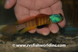 Image result for Anisopappus abercornensis