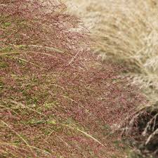 Image result for Eragrostis macrochlamys