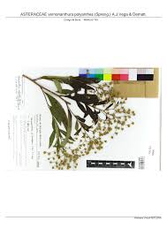 Image result for Vernonanthura polyanthes