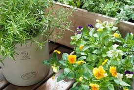 Rosemary is especially compatible with grilled or roasted lamb and fish. How To Care For A Fresh Rosemary Plant Keeping With The Times