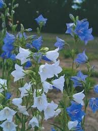 Pin On Flower Garden